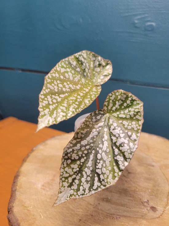 Bégonia Snow Capped variegated