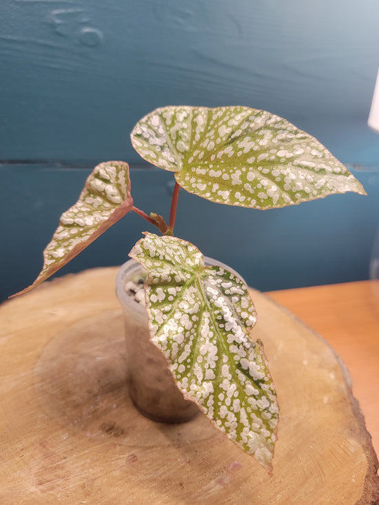 Bégonia Snow Capped variegated