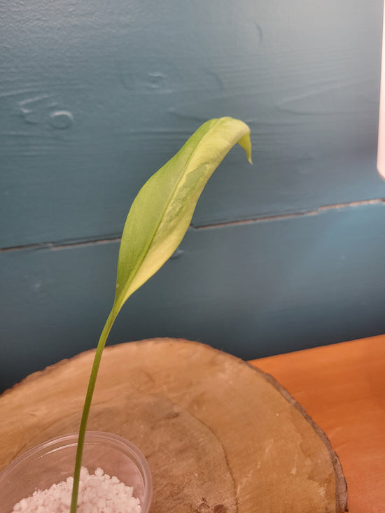Anthurium Vittarifolium variegated