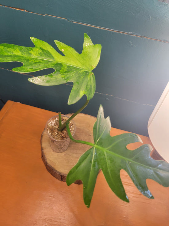 Philodendron Radiatum variegated