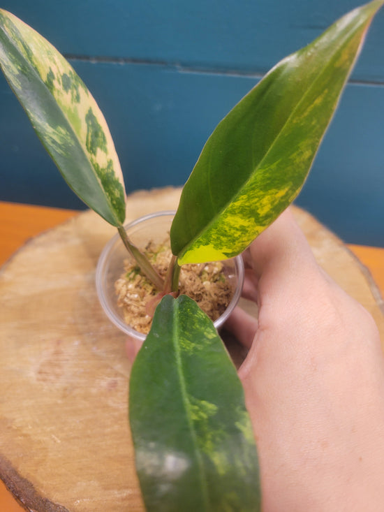Philodendron Caramel Marble var