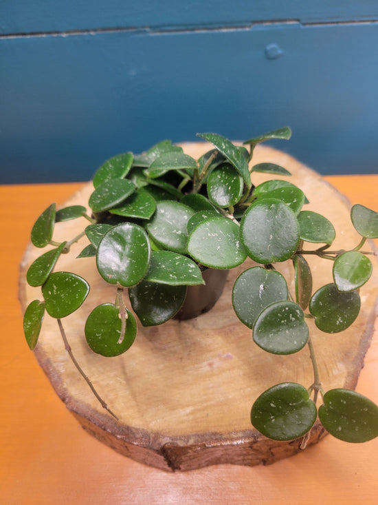 Hoya mathilde