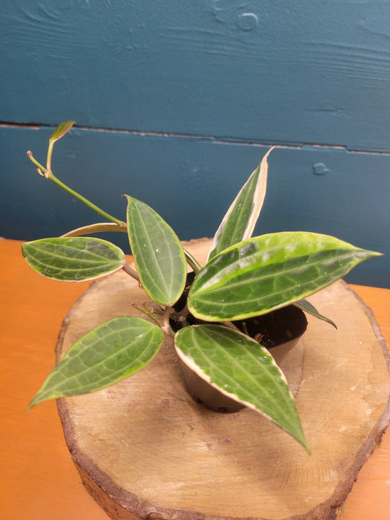 Hoya Macrophylla variegated