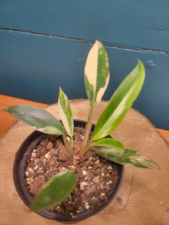 Philodendron Caramel Marble var