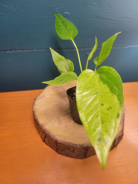 Anthurium hybrid