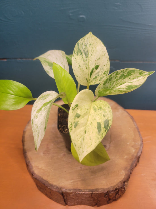Pothos marble queen+néon