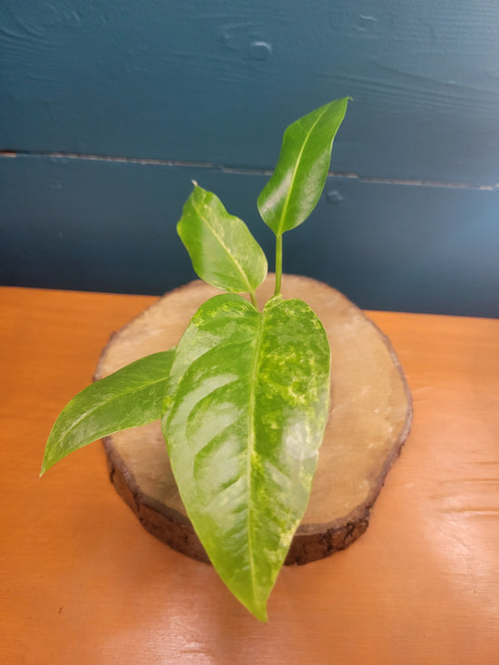 Anthurium noid