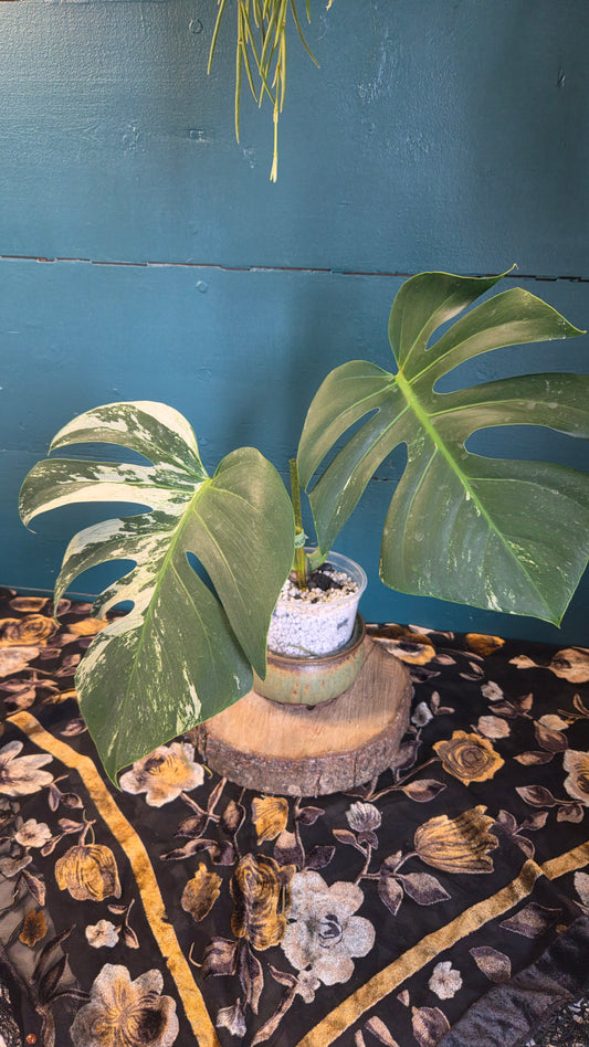Monstera mint