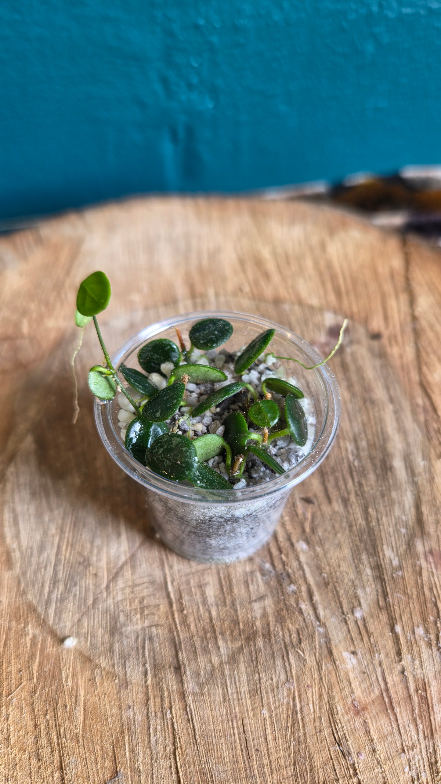 Hoya serpens