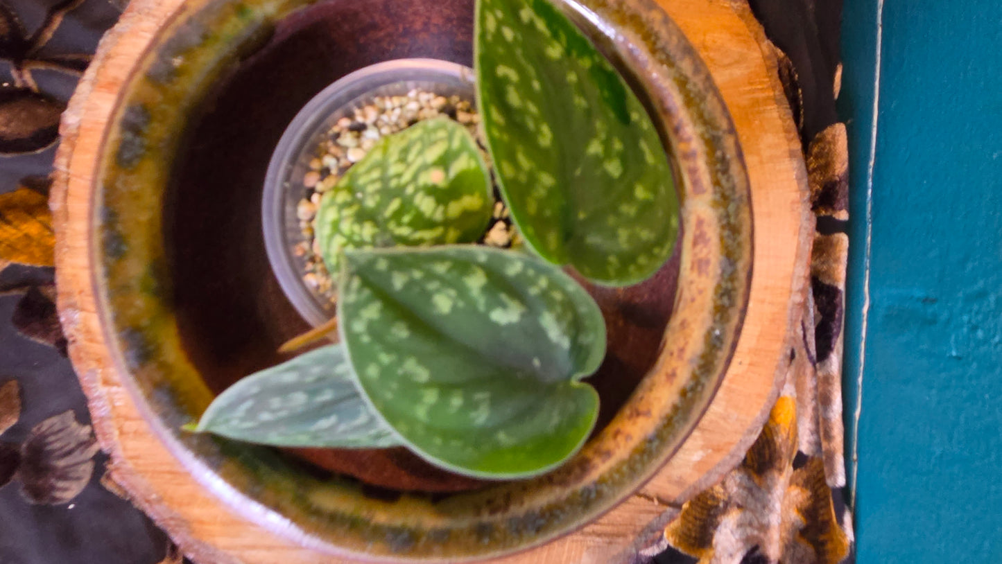 Scindapsus snake scale
