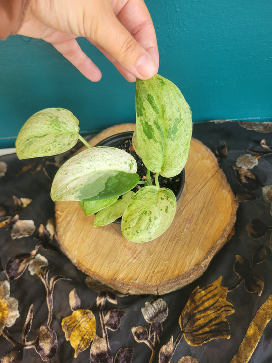 Scindapsus noid
