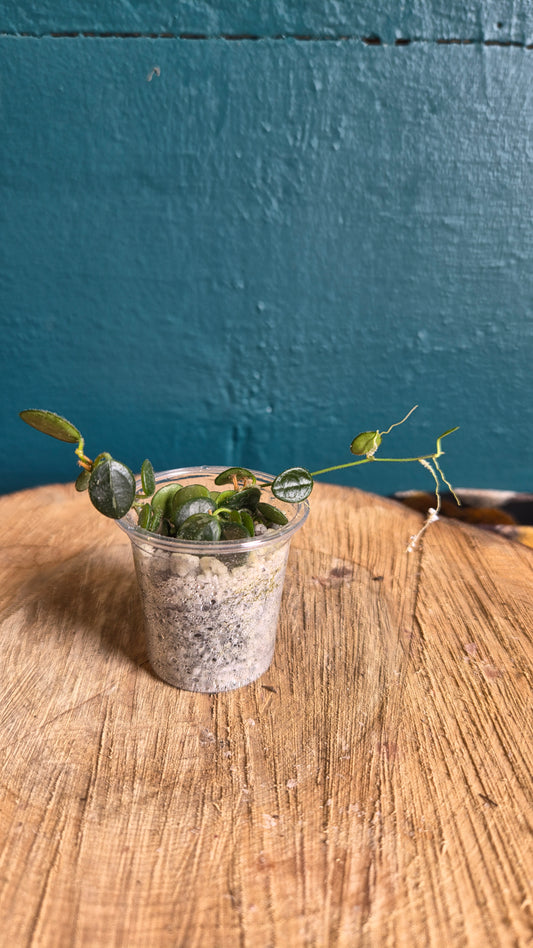 Hoya serpens