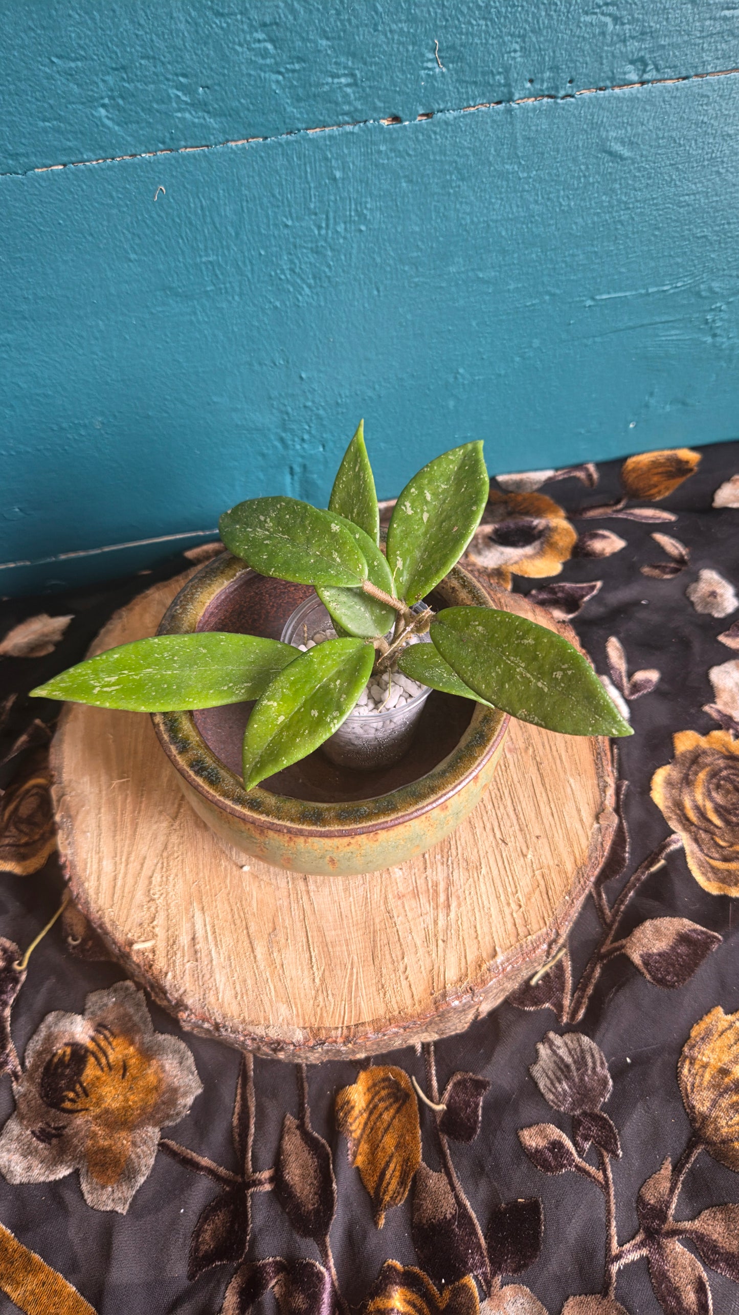 Hoya pubicalix
