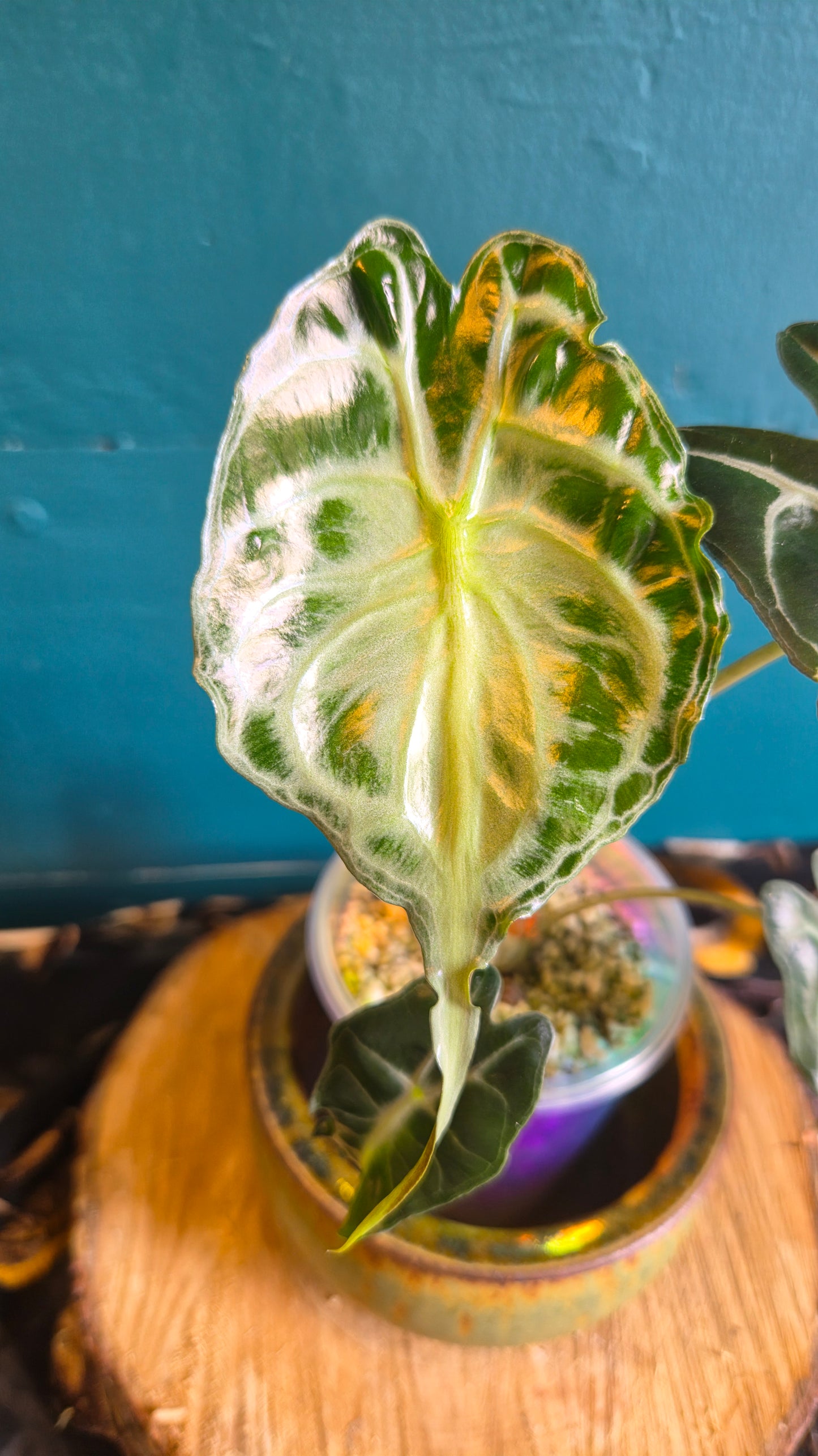 Alocasia venom