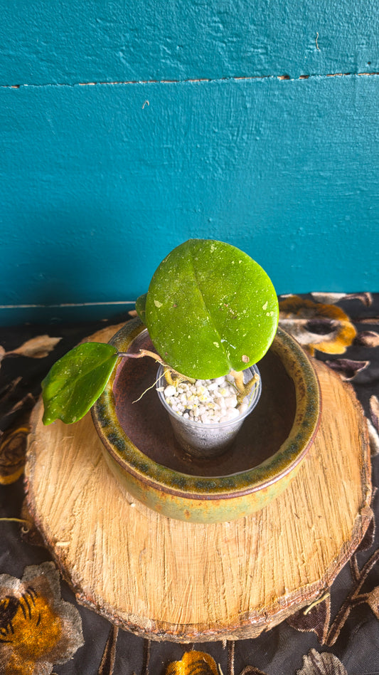 Hoya obovata