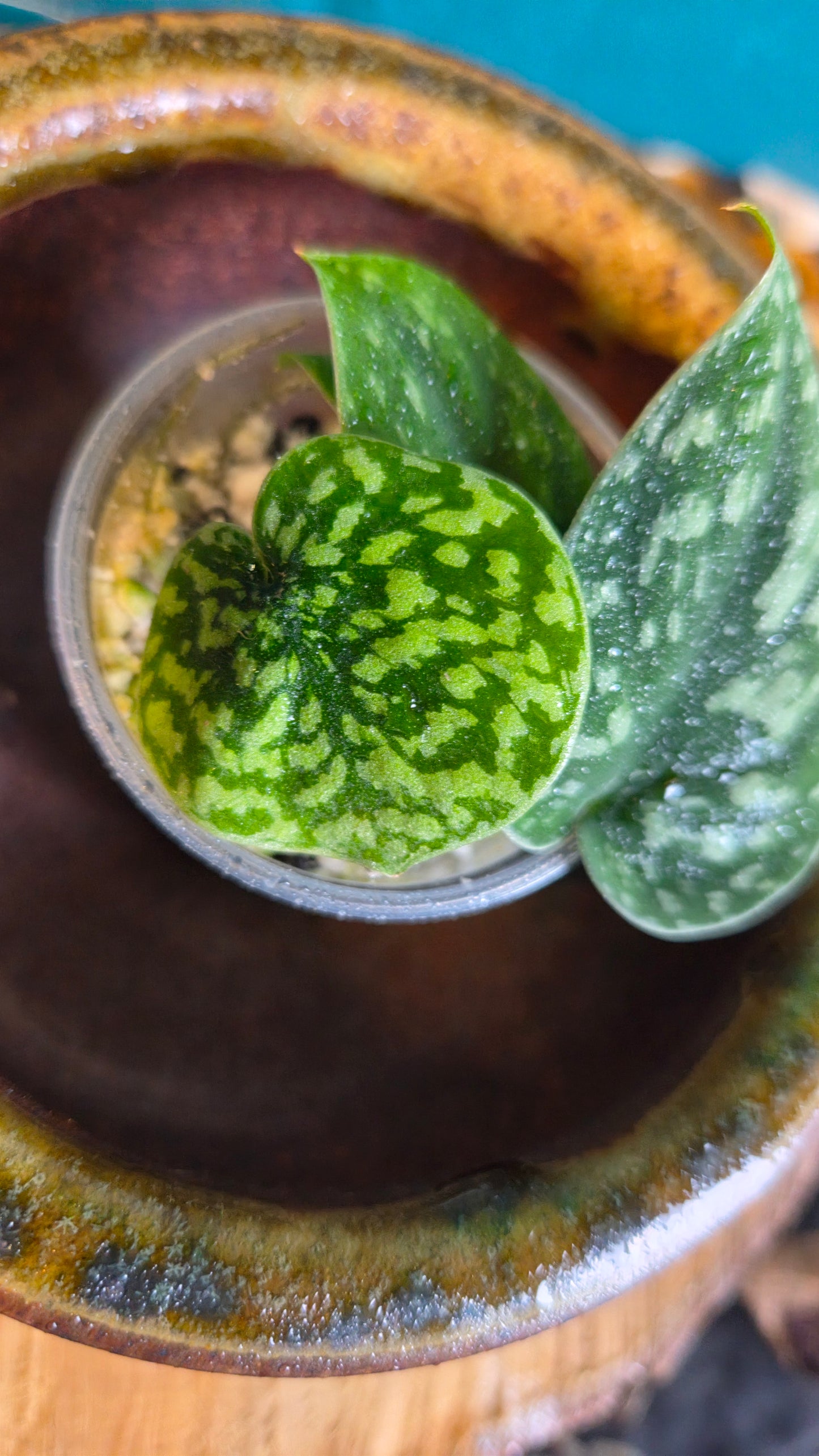 Scindapsus snake scale