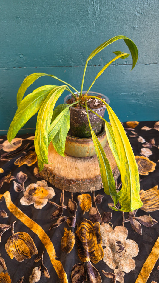 Anthurium vittarifolium variegated