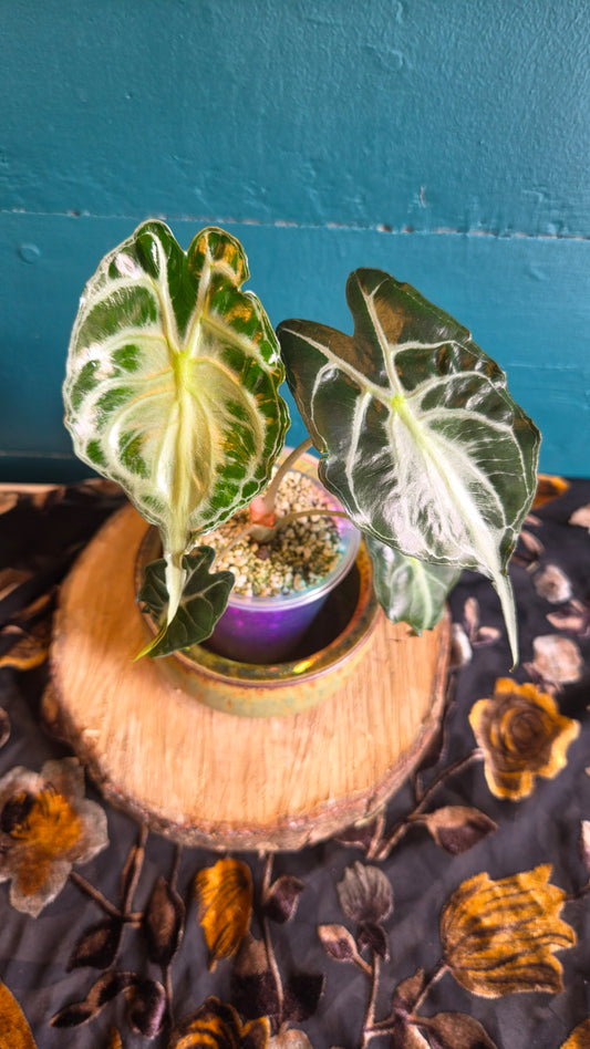 Alocasia venom