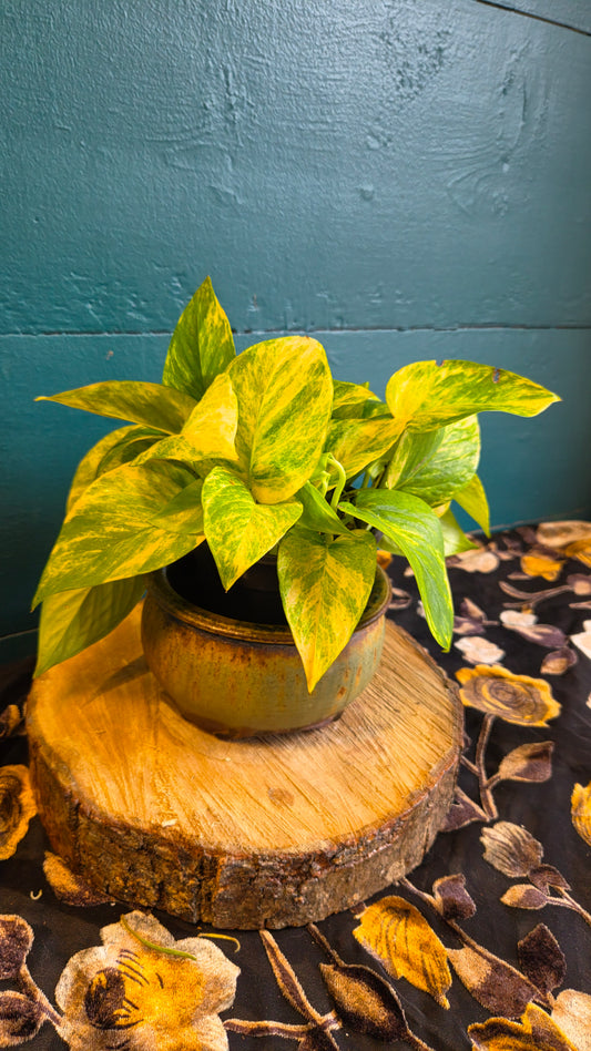 Epipremnum Neon Queen