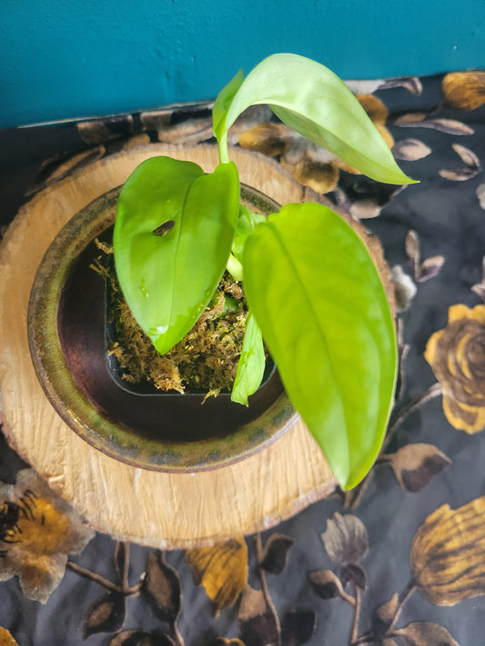 Monstera Esqueleto