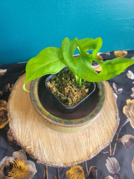 Monstera Esqueleto