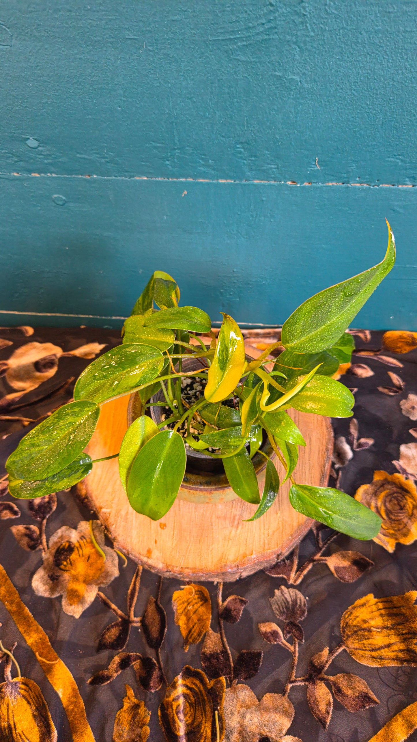 Philodendron avocado shake