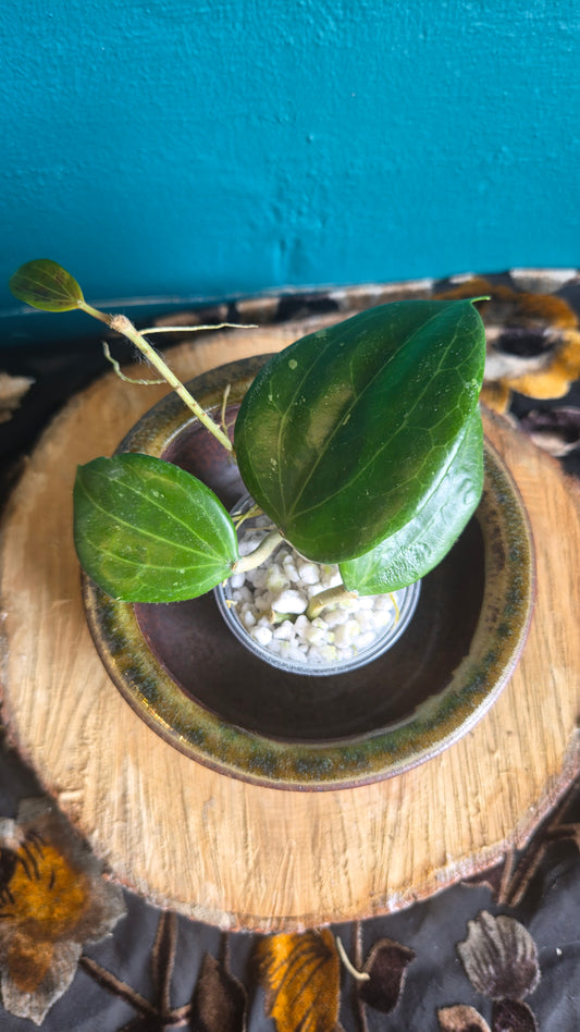 Hoya merrillii
