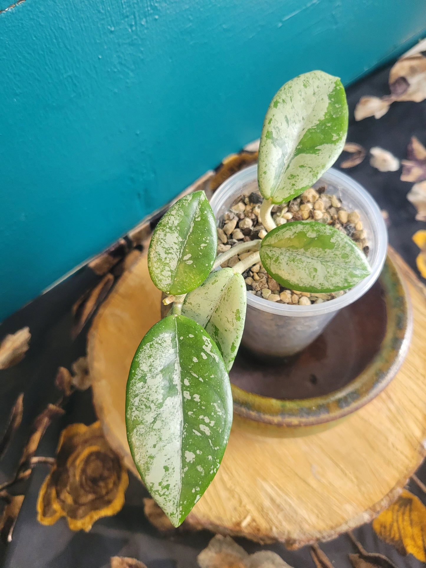 Hoya Wilbur Grave China