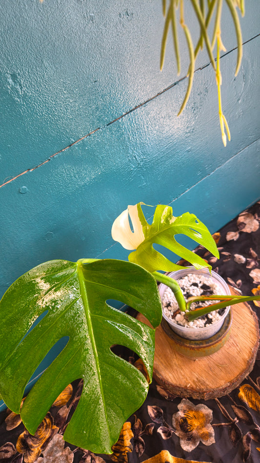 Monstera albo