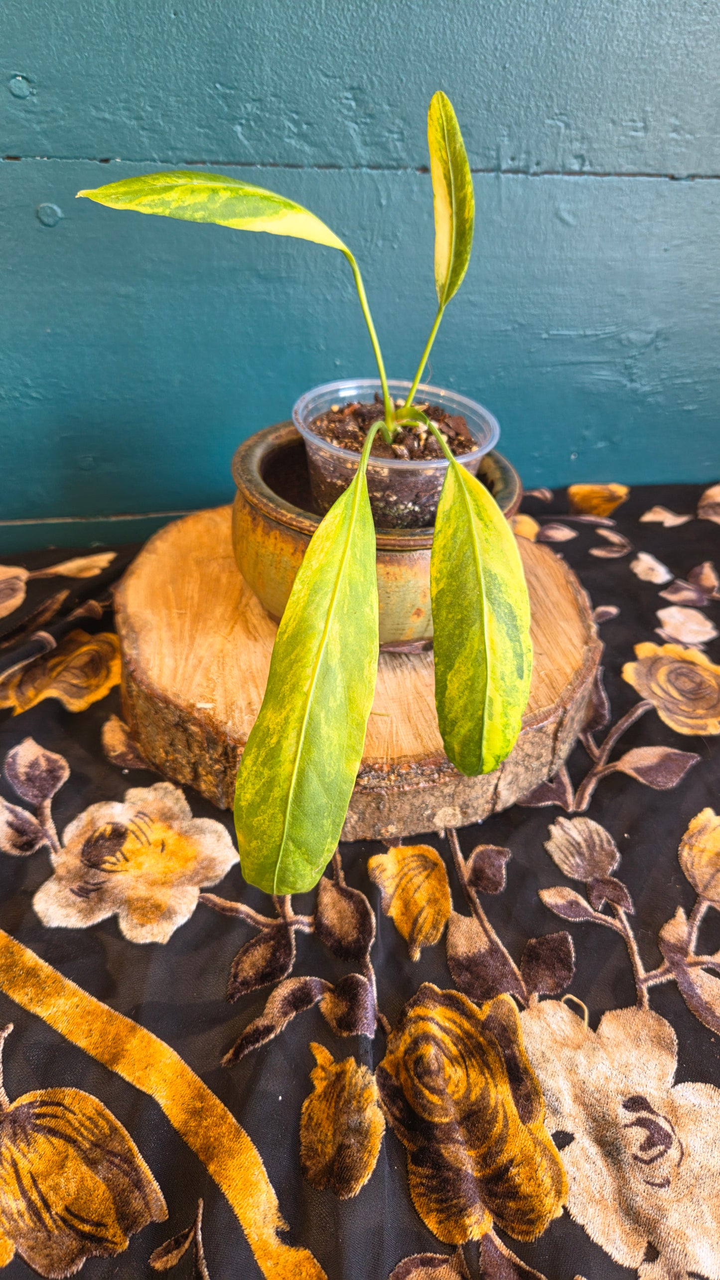 Anthurium vittarifolium variegated