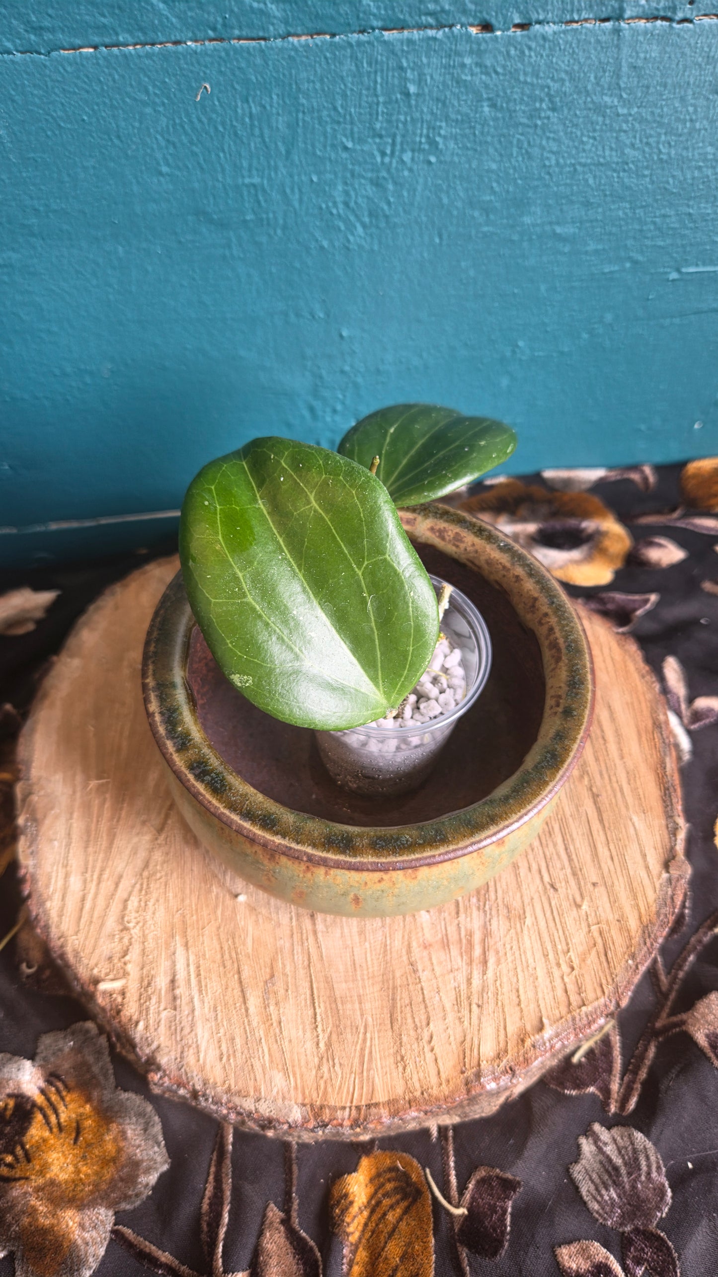 Hoya merrilli