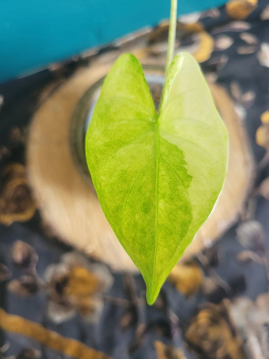 Alocasia Puber Variegata