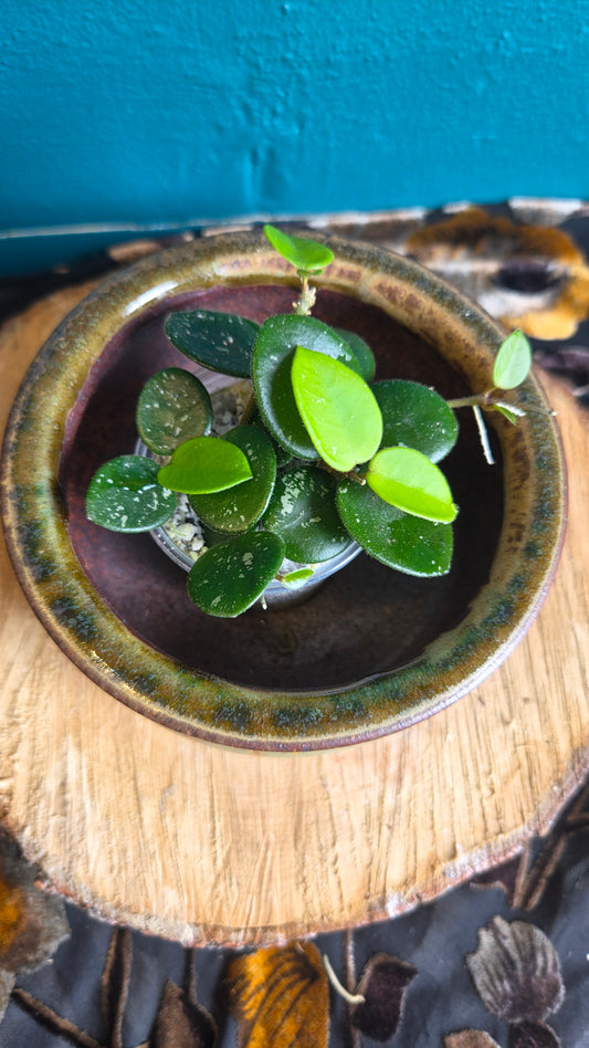 Hoya mathilde