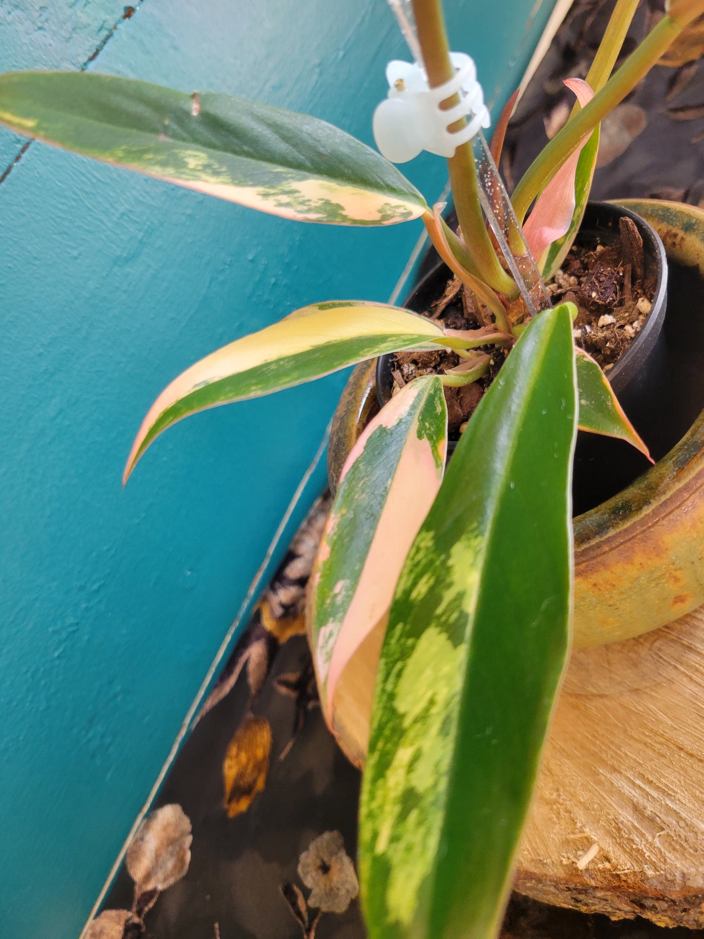 Philodendron Caramel Marble var,